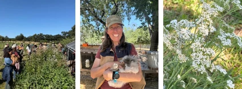 A farm walk, a rescued rabbit, and blooming yarrow flowers