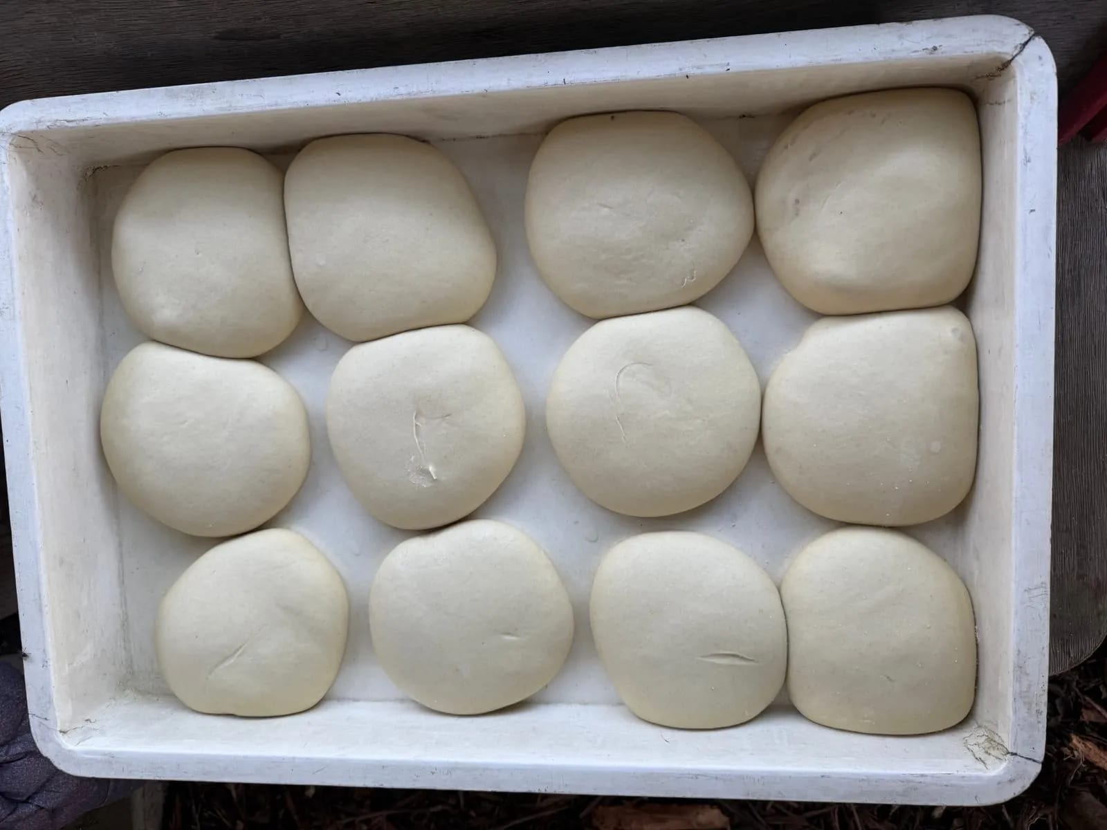 Pizza dough balls proofing