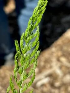 Yarrow BDANC June 24