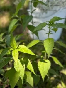 Stinging Nettles BDANC June 24
