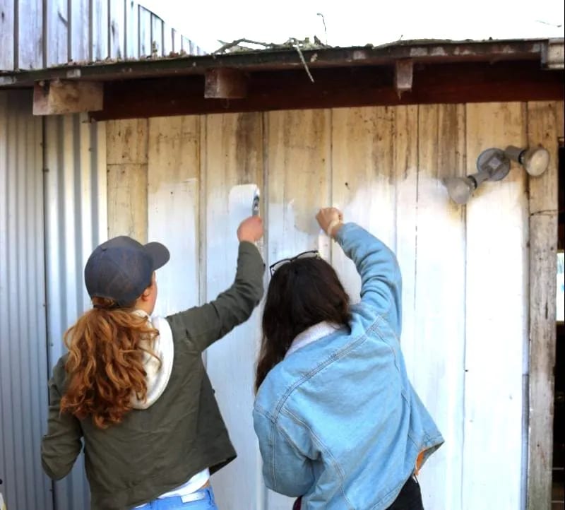 Two students reach up with brushes to paint a weathered board-and-batten shed wall white.