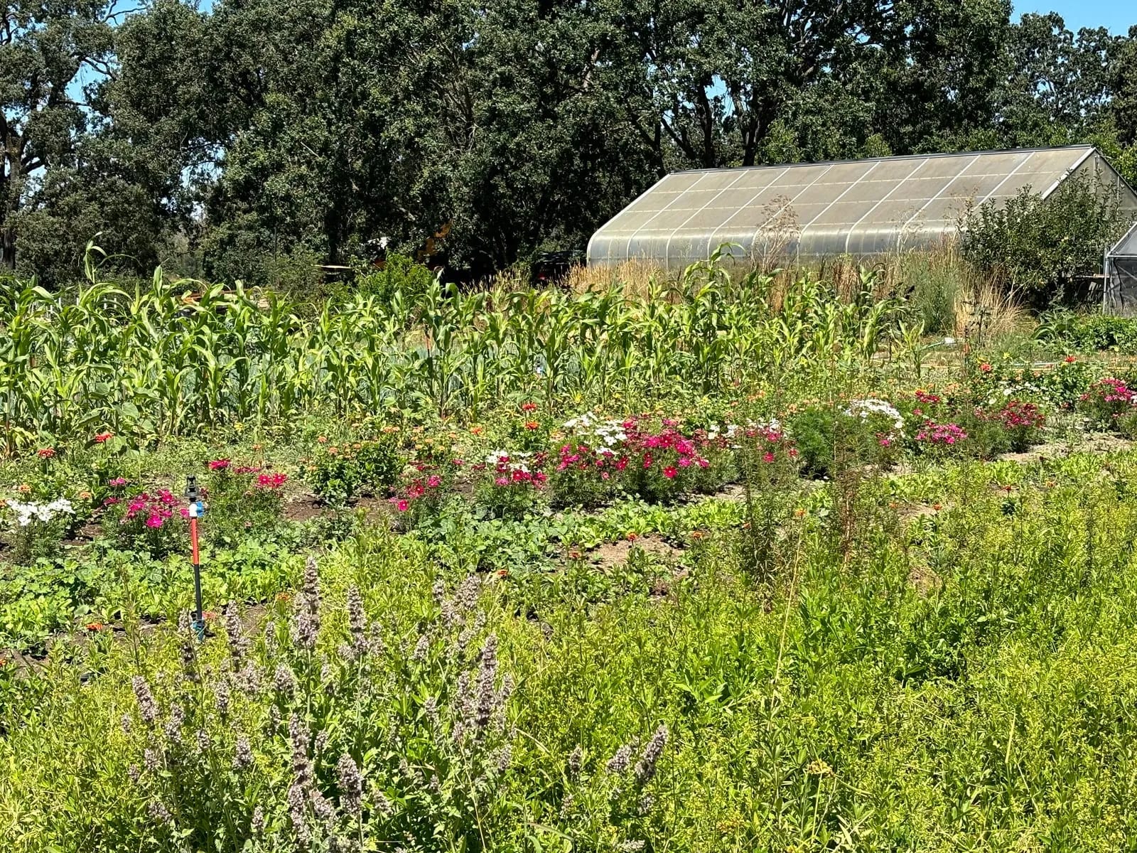 Corn, zinnias and lavender in the market garden, with the greenhouse beyond.