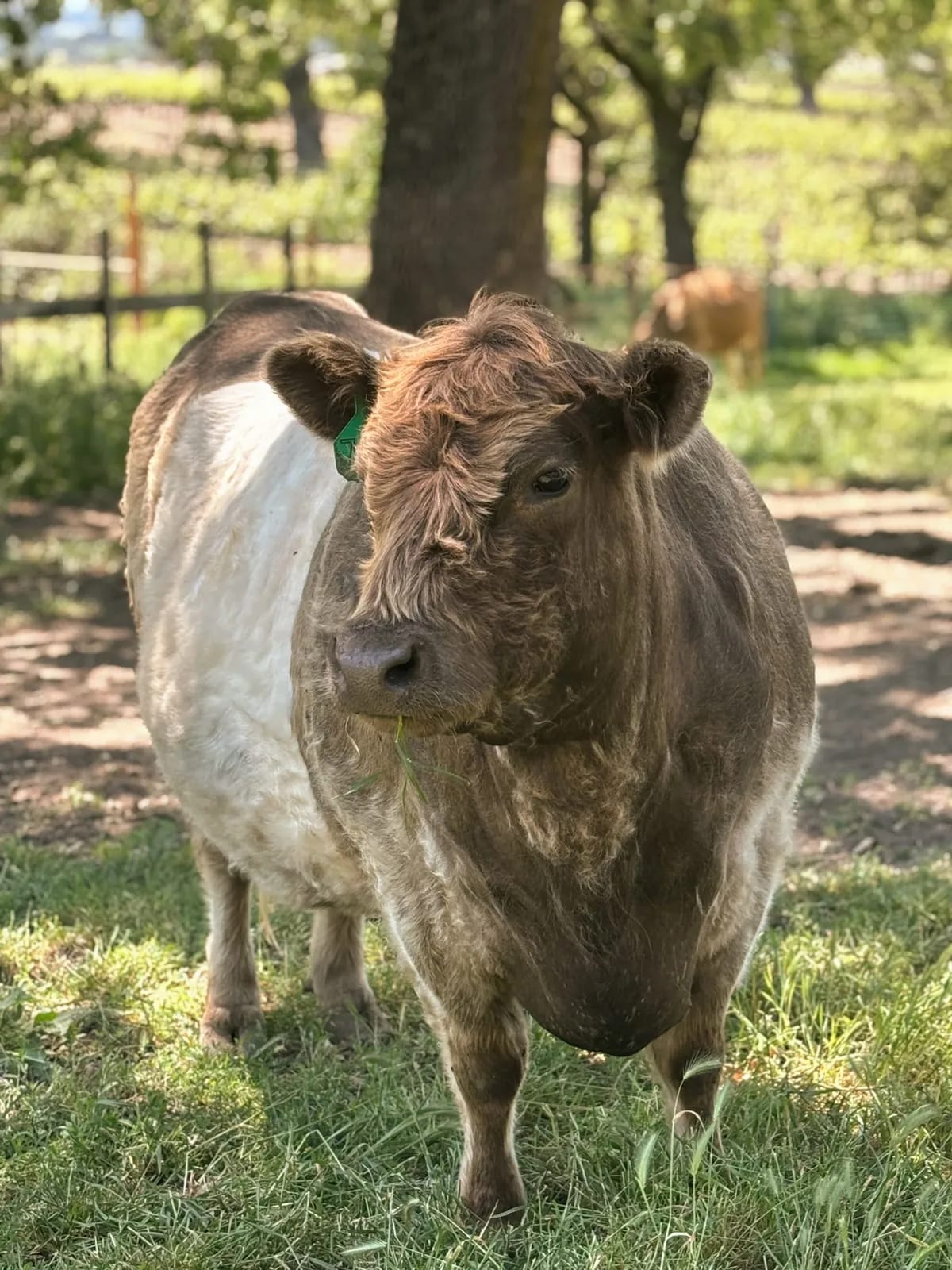 One of the farm's belted cows, tagged and grazing in the orchard pasture.