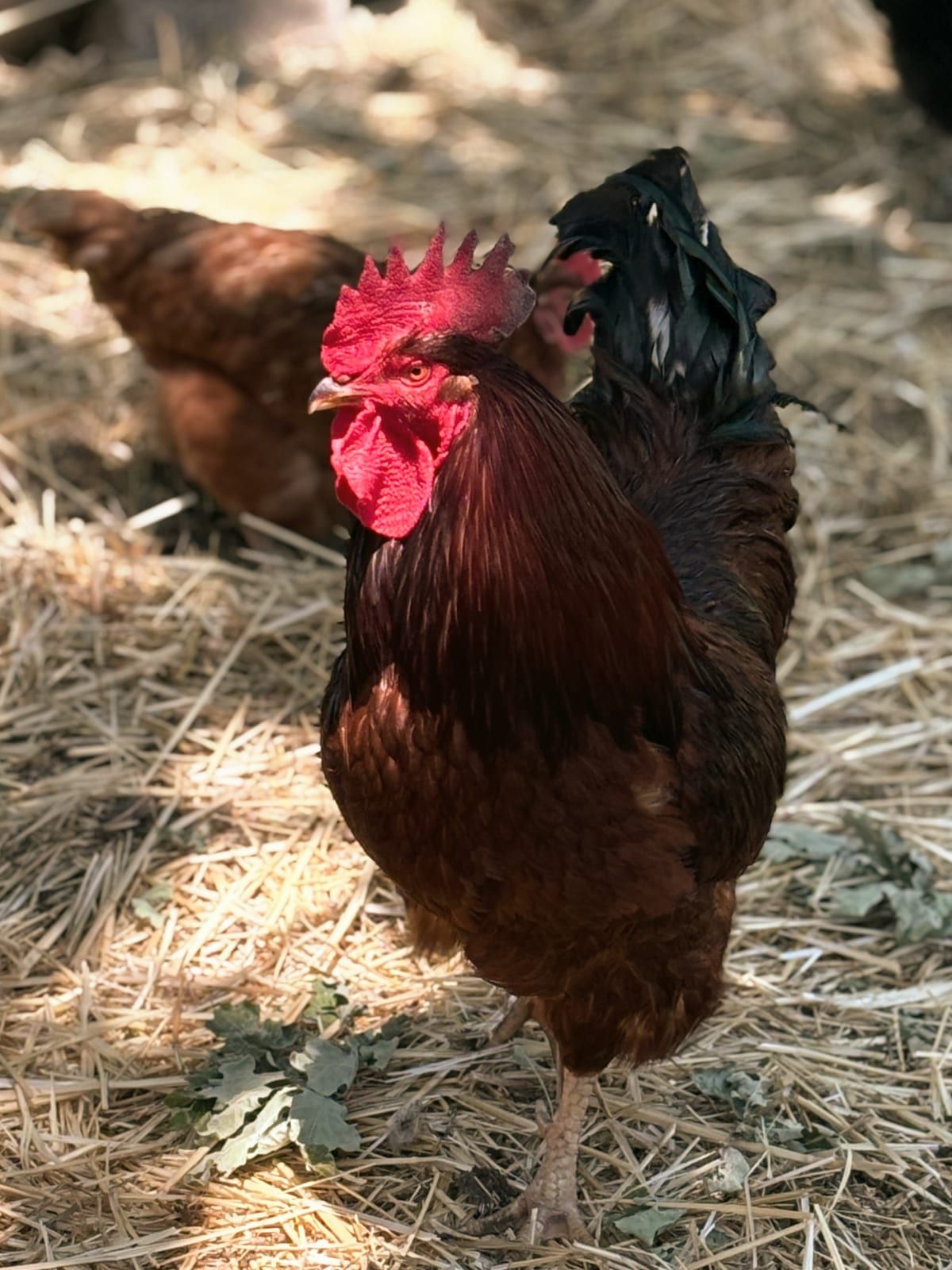 A dark red rooster with a bright red comb standing among hens on straw in the chicken coop