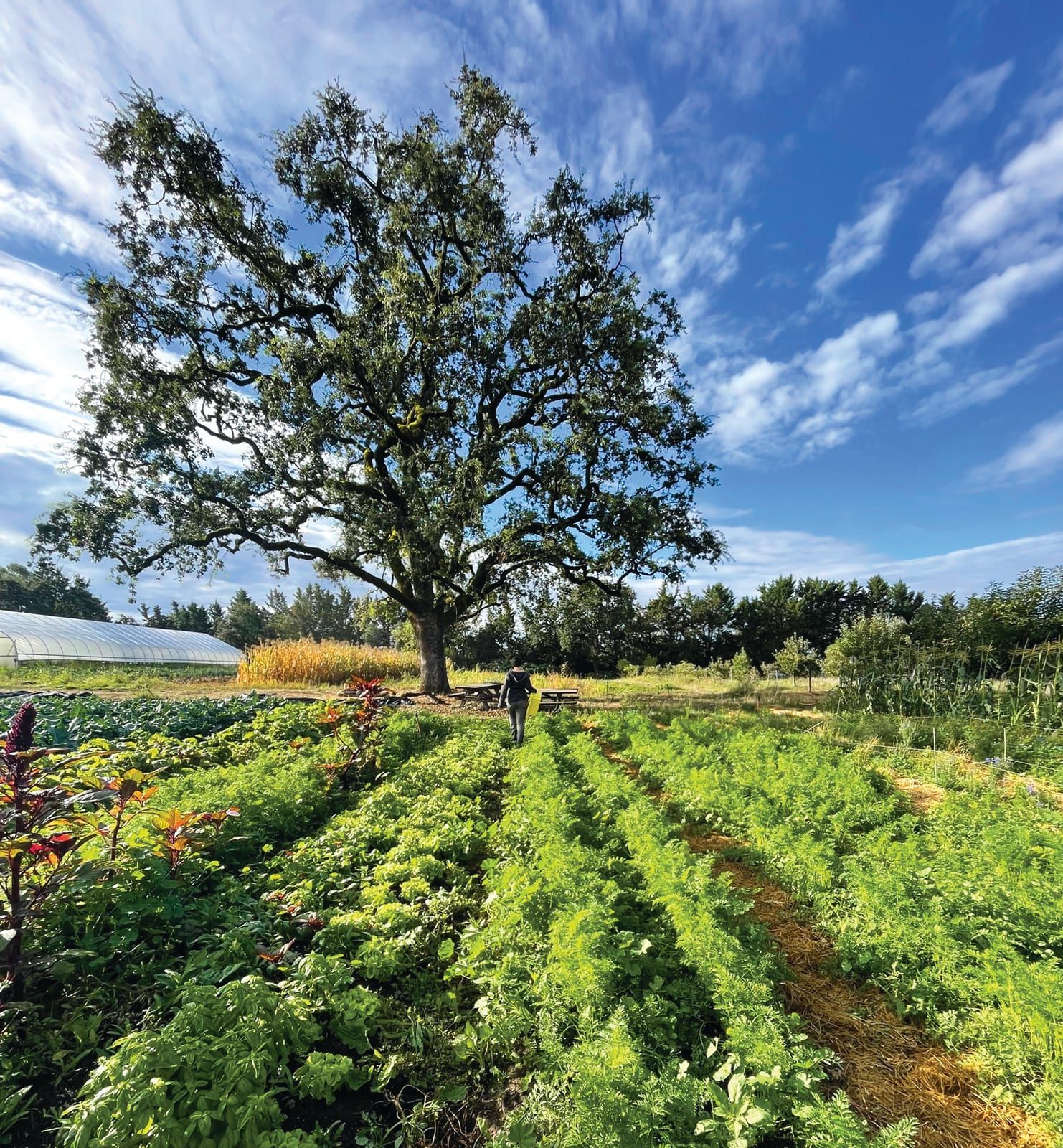 A wide view across vegetable rows toward a large oak tree, with a greenhouse and a person walking among the beds under a blue sky