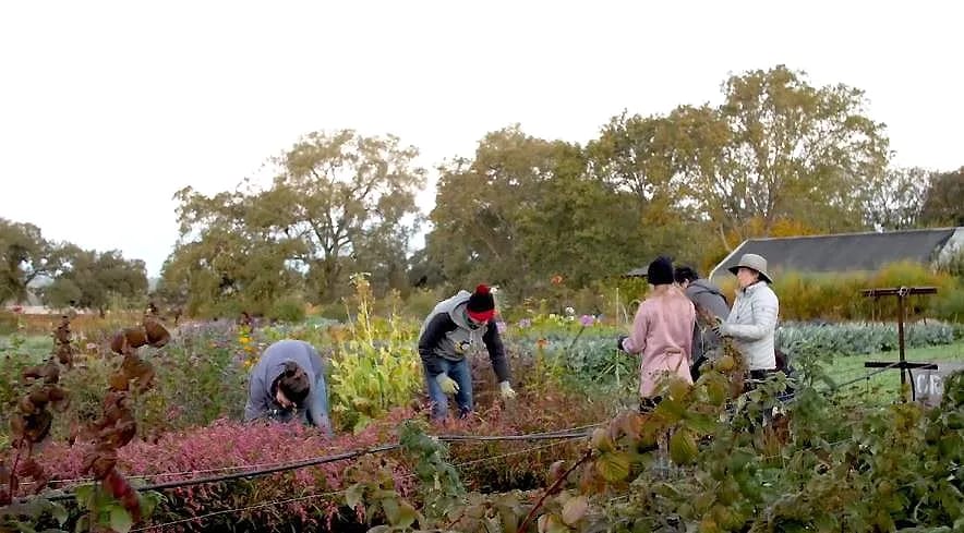 Harvesting the flower and vegetable beds on an autumn morning.