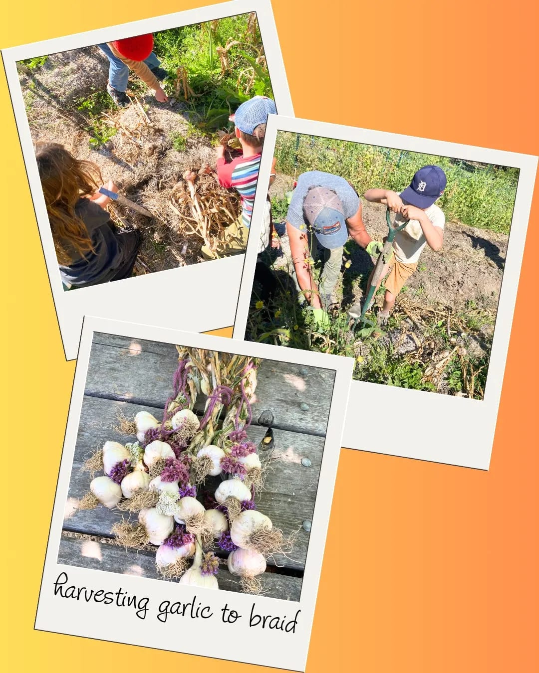 Collage of campers harvesting garlic in the field and a braided garlic bundle drying