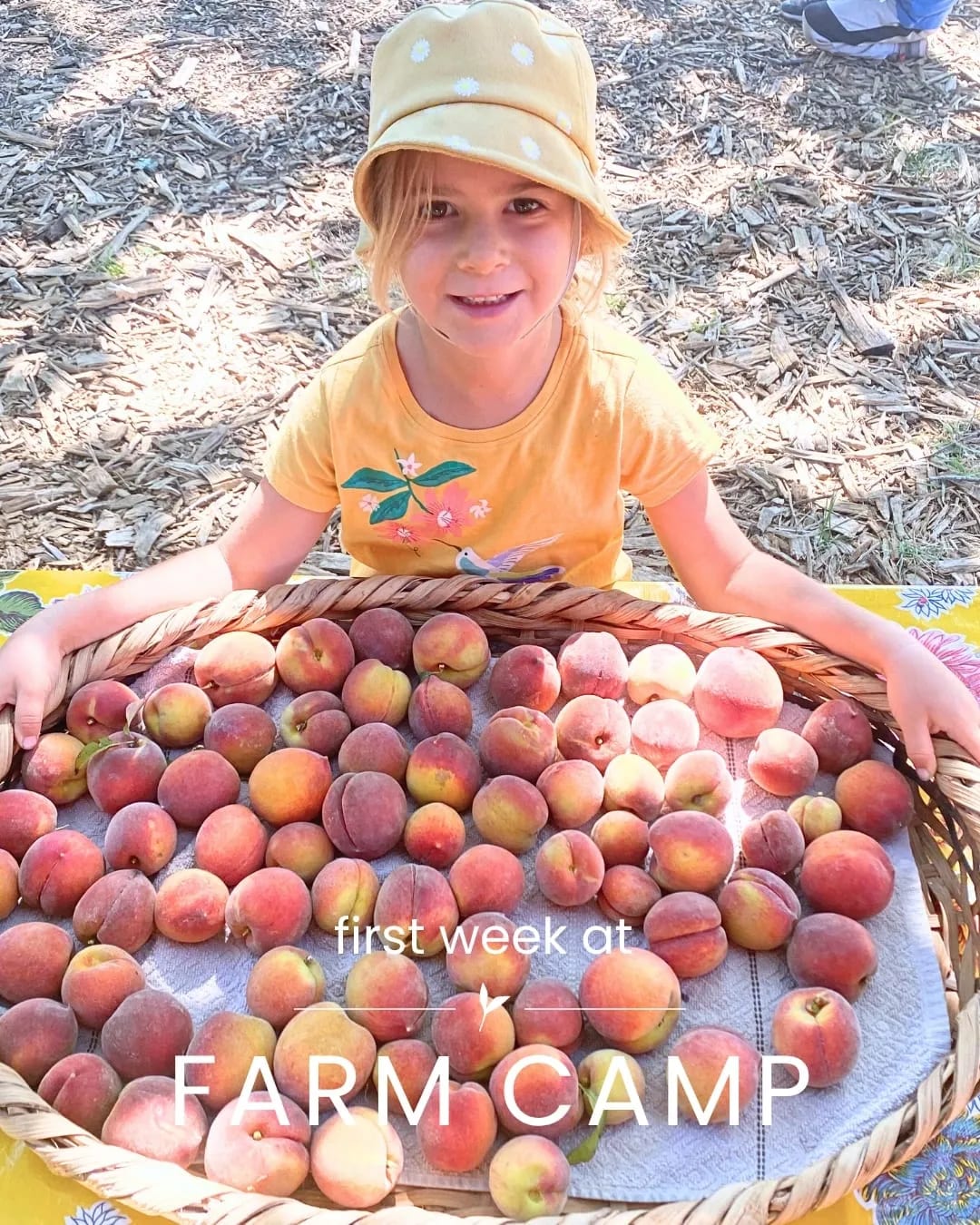 A camper in a sun hat holds a basket piled high with freshly picked peaches