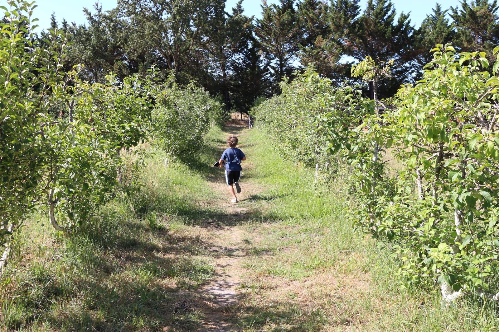 A child in a blue shirt runs alone down a grassy path between two rows of apple trees, evergreens and a blue sky in the distance.