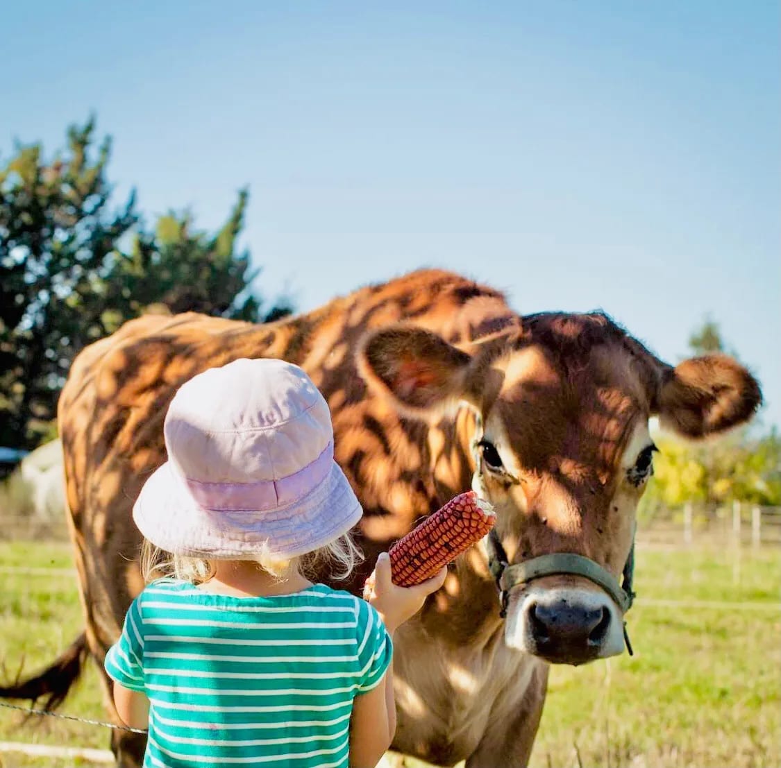 ECE girl feeding cow