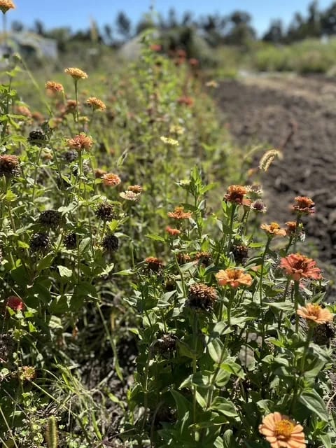 garden-based learning